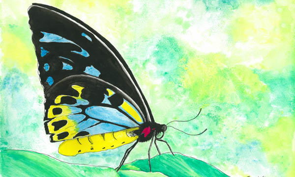 Cairns Birdwing Butterfly